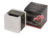 Подарочный набор «Вырасти Бонсай дома. Айва Японская»