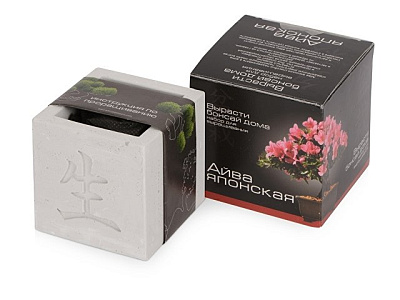 Подарочный набор «Вырасти Бонсай дома. Айва Японская»