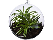 Террариум «Sphere»